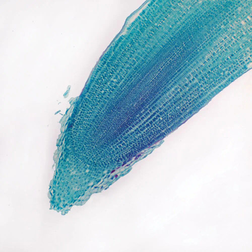 Corn Root Tip, c.s., 12 µm Microscope Slide