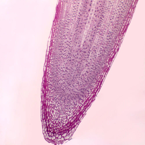 Onion Root Tip, l.s.,  Thin Microscope Slide