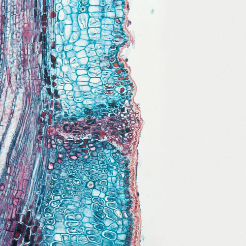 Abscission Layer, l.s., 12 µm Microscope Slide