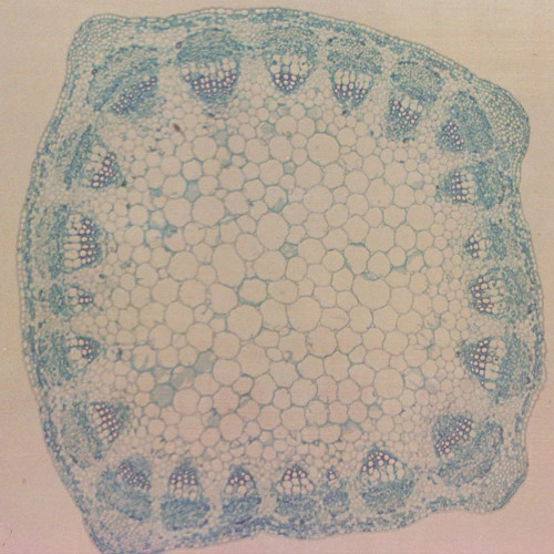 Alfalfa Stem, c.s., 12 µm Microscope Slide