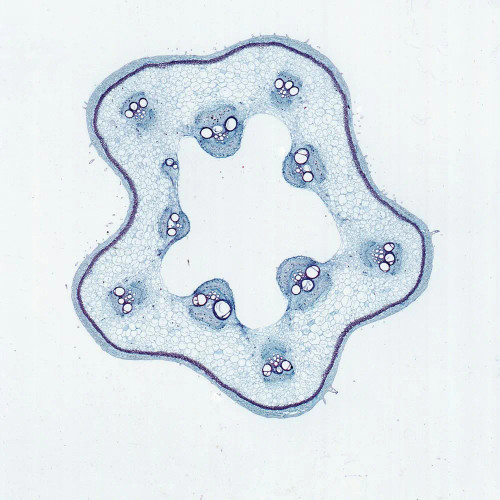 Pumpkin Stem, c.s., 12 µm Microscope Slide