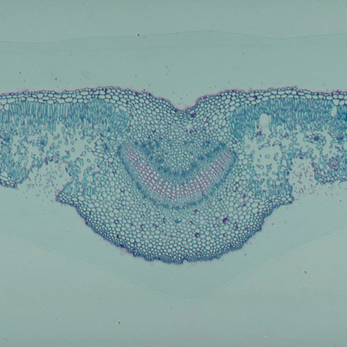 Oleander Leaf, c.s., 12 µm Microscope Slide