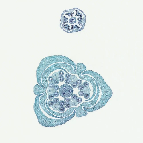 Typical Monocot and Dicot Flower Buds, c.s. 12 µm Microscope Slide