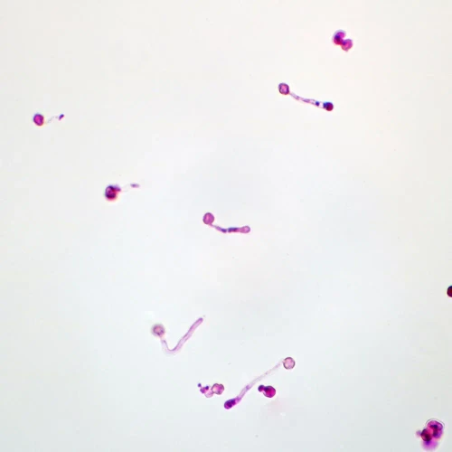 Germinated Pollen, w.m. Microscope Slide