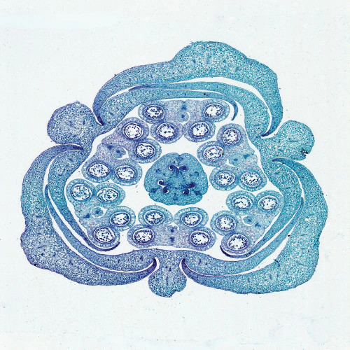 Lily Flower Bud, c.s., 12 µm Microscope Slide