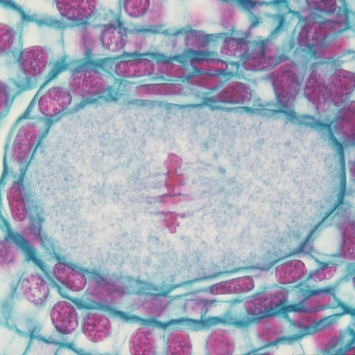 Lily Ovulary, First Meitotic (Heterotypic) Division, c.s., 12-20 µm Microscope Slide