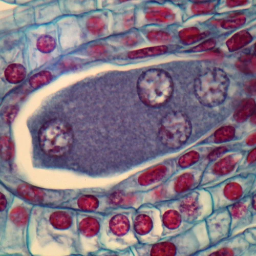 Lily Ovulary, First 4-Nucleate Stage (Megaspores), c.s., 12-20 µm Microscope Slide