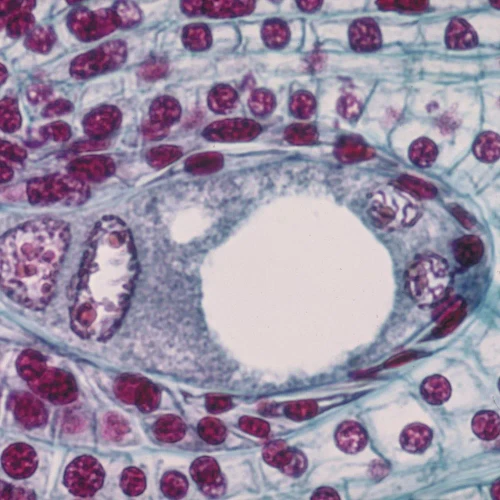 Lily Ovulary Slide, Second 4-Nucleate Stage (2 smaller and 2 larger nuclei), c.s., 12-20 µm