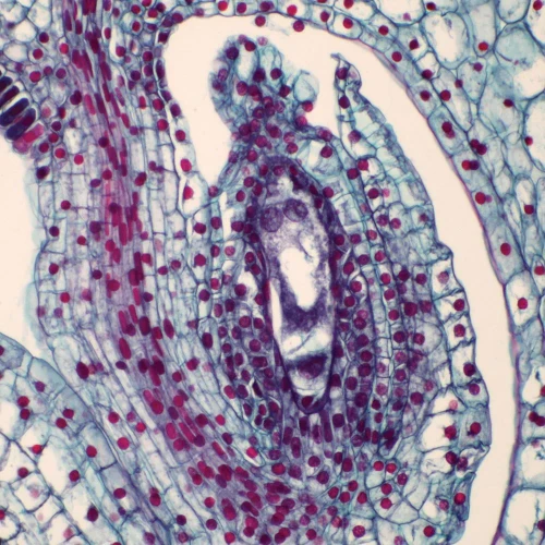 Lily Ovulary, Mature Female Gametophyte (in series), c.s., 12-20 µm Microscope Slide