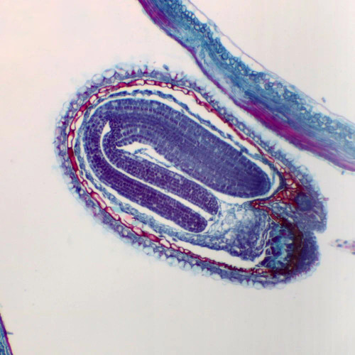 Shepherd's Purse Mature Embryo, l.s., 12 µm microscope slide