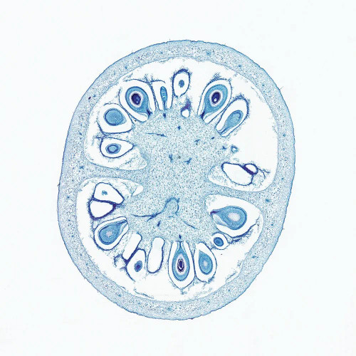 Tomato Fruit, c.s., 12 µm Microscope Slide