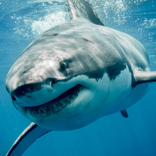 Shark Lab: Great White Migration
