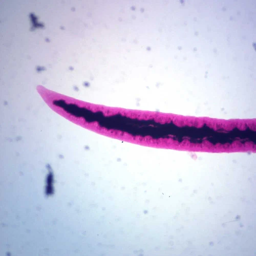 Schistosoma japonicum Female, w.m. Microscope Slide