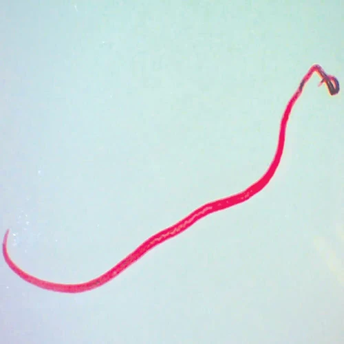 Schistosoma mansoni Female, w.m. Microscope Slide