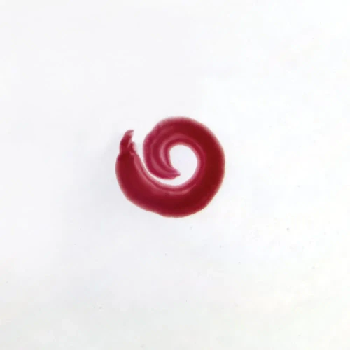 Schistosoma mansoni Male, w.m. Microscope Slide