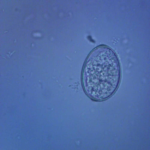 Diphyllobothrium latum Eggs, w.m. Microscope Slide