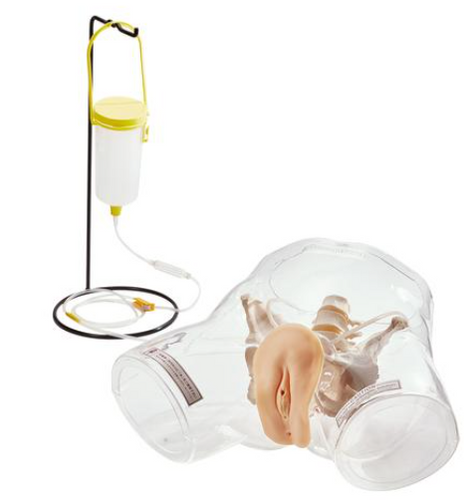 Transparent Female Catheter Model