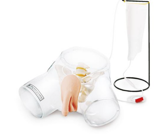 Transparent Male Catheter Model