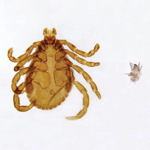 Tick and Mite, w.m. Microscope Slide
