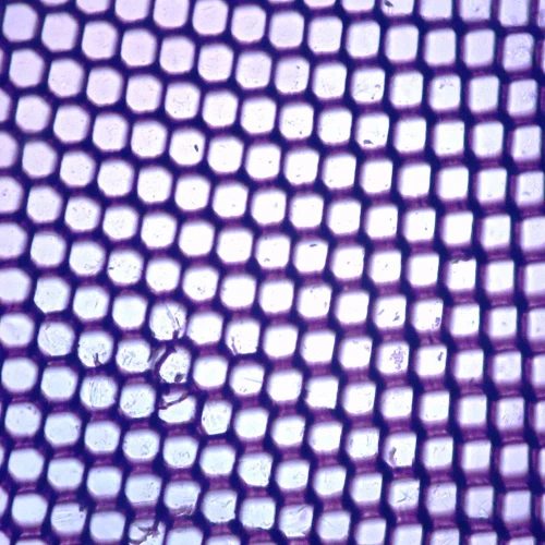 Cornea, w.m., Microscope Slide