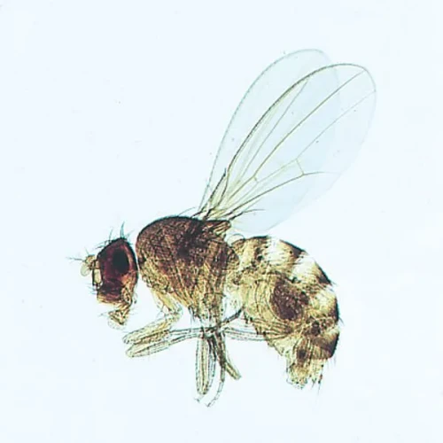 Insect Spiracle, w.m. Microscope Slide