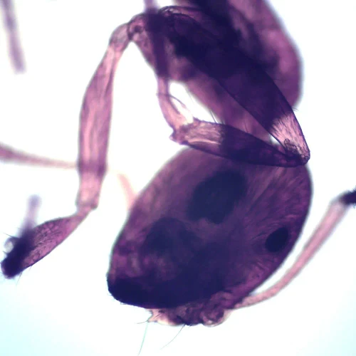 Hymenoptera, w.m., Microscope Slide