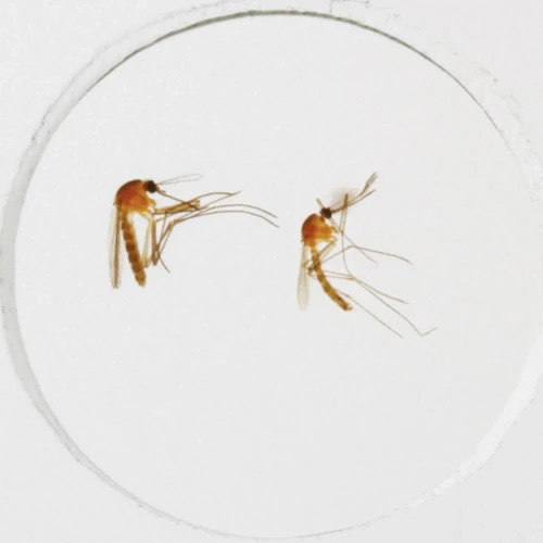 Culex Male and Female, w.m. Microscope Slide