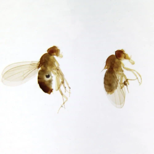Drosophila Male and Female, w.m. Microscope Slides