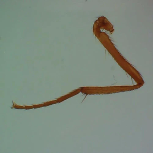 House Fly (Musca domestica) Leg, w.m. Microscope Slide