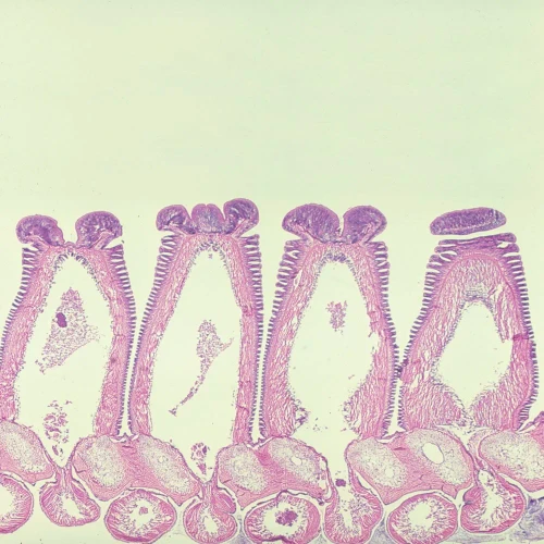 Starfish Ray (Arm), c.s. 7 µm H&E Microscope Slide