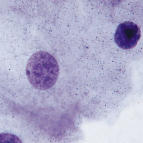 Squamous Epithelium - Male, smear Microscope Slide