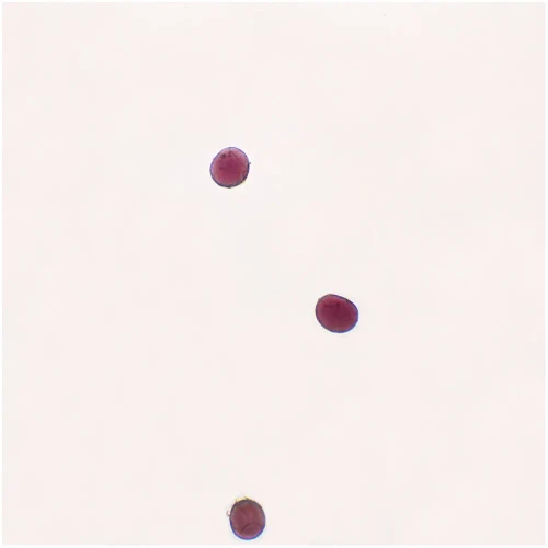 Starfish Fertilized, w.m Microscope Slide