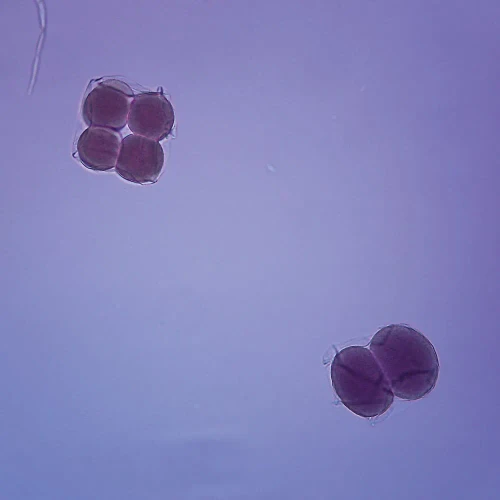 Starfish Early Cleavage, w.m. Microscope Slide
