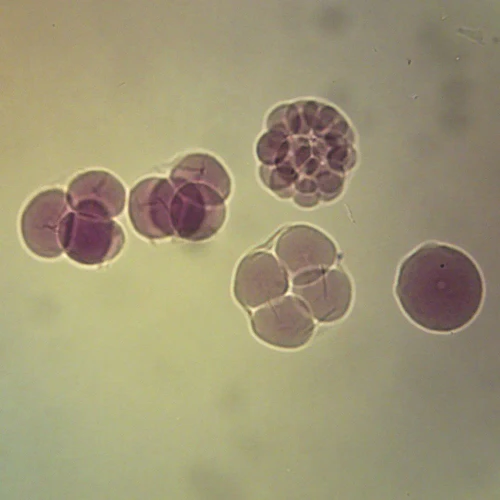 Starfish Early and Late Cleavage, w.m. Microscope Slide