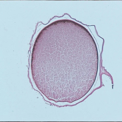 Frog Uncleaved Egg, rep. sag. sec. 10 µm, H&E Microscope Slide