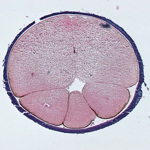 Frog Early Cleavage, rep. sag. sec. Microscope Slide