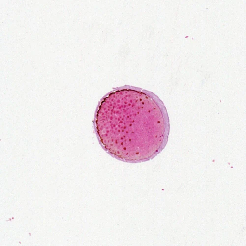 Frog Late Cleavage, rep. sag. sec. Microscope Slide