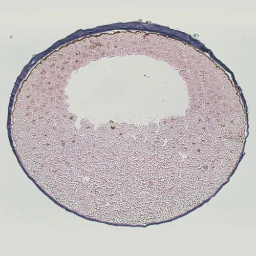 Frog Blastula, rep. sag. sec. Microscope Slide