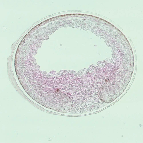 Frog Early Yolk Plug, rep. sag. sec. Microscope Slide