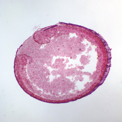 Frog Late Yolk Plug, rep. sag. sec. Microscope Slide
