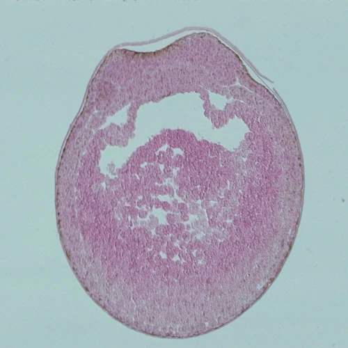 Frog Early Neural Groove, c.s Microscope Slide