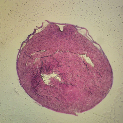 Frog Late Neural Groove, c.s Microscope Slide