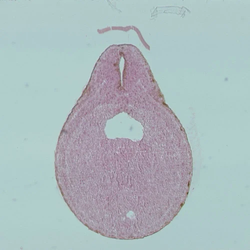 Frog late Neural Tube, c.s Microscope Slide