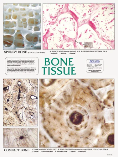 Bone Tissue, Chart
