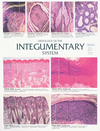 Histology of the Integumentary System, Chart