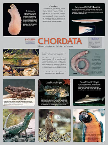 Chordata, Chart