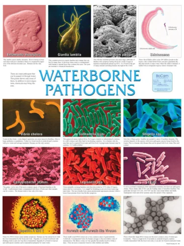 Waterborne Pathogens, Chart