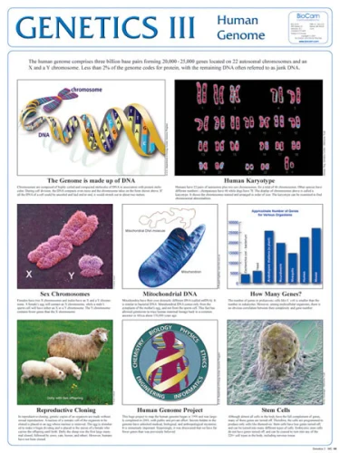 Genetic III, Chart