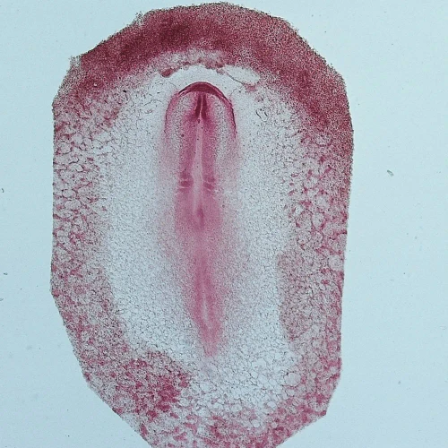 Chick 20-22 hr, w.m. Microscope Slide