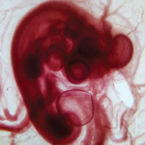 Chick 96-Hour Embryo Slide, w.m.